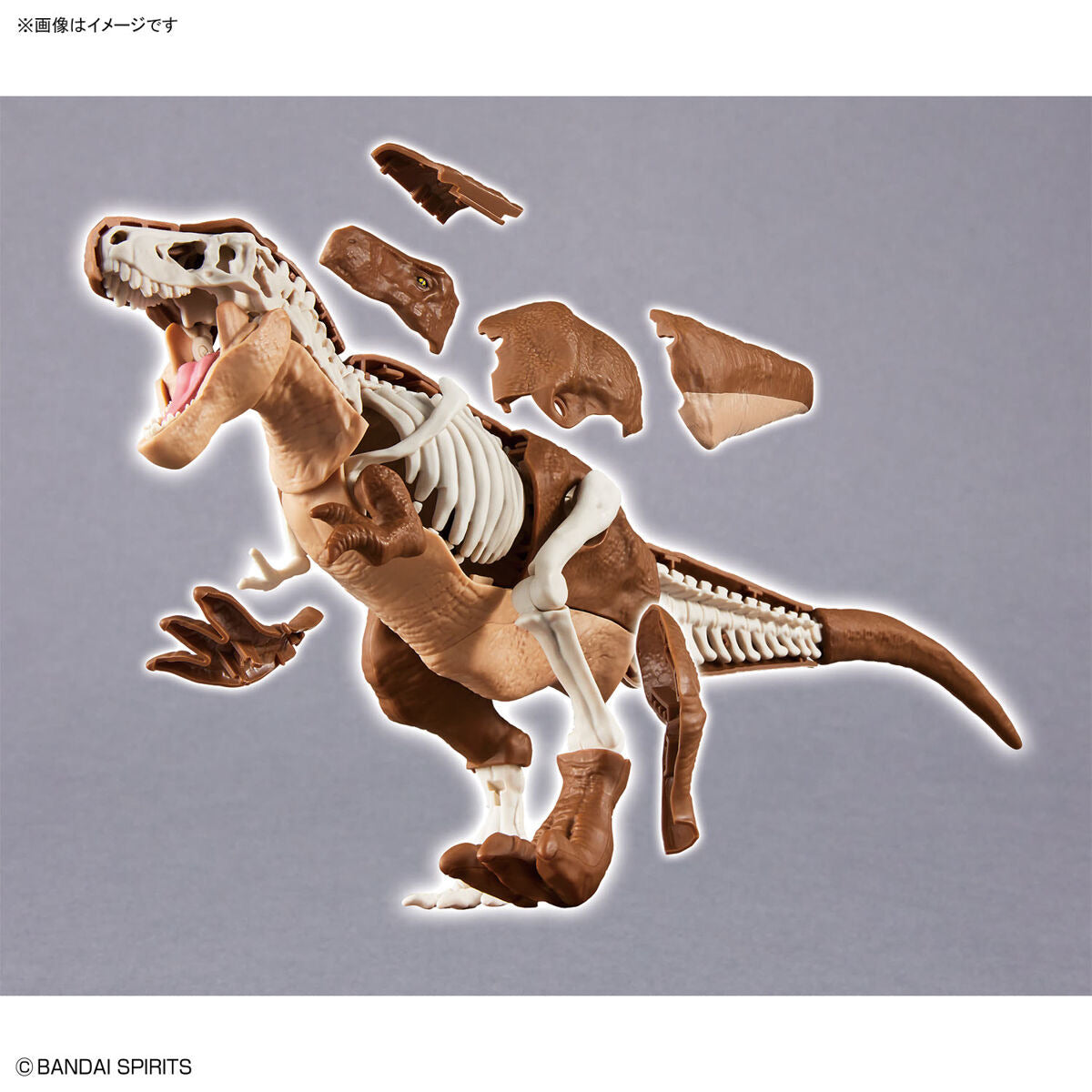 ﾌﾟﾗﾉｻｳﾙｽ01 ﾃｨﾗﾉｻｳﾙｽ