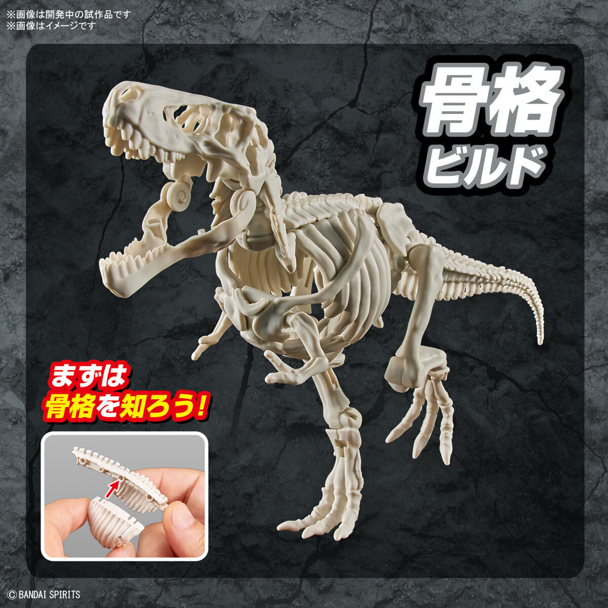 ﾌﾟﾗﾉｻｳﾙｽ01 ﾃｨﾗﾉｻｳﾙｽ